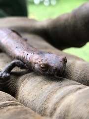 Caudata