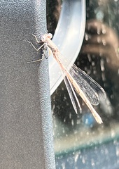 Lestidae