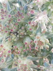 Echinophora spinosa