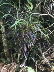 Codiaeum variegatum