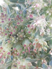 Echinophora spinosa