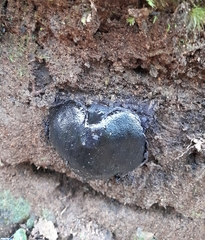 Camarops petersii