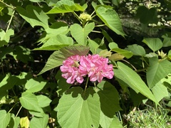 Dombeya wallichii