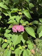Dombeya wallichii