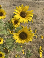 Helianthus