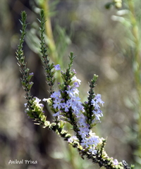 Junellia seriphioides