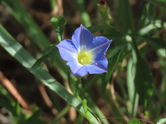 Ipomoea barbatisepala