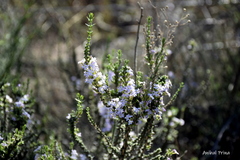 Junellia seriphioides
