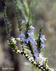 Junellia seriphioides