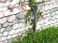 Erigeron karvinskianus