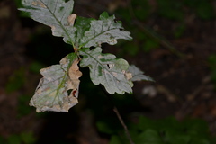 Erysiphe alphitoides