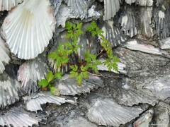 Geranium robertianum