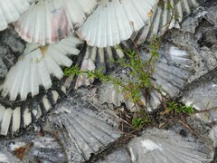 Erigeron karvinskianus