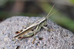 Melanoplus yarrowii