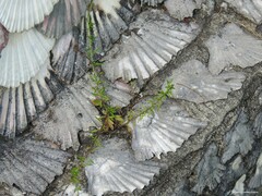 Erigeron karvinskianus