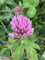 Trifolium pratense