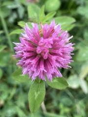 Trifolium pratense