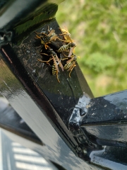 Polistes