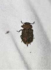Bolitotherus cornutus