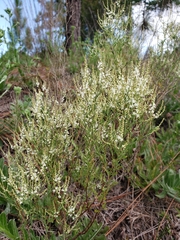 Polygonella polygama