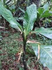 Dieffenbachia