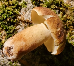 Gyroporus castaneus