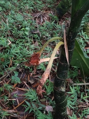Dieffenbachia