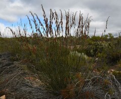 Rhodocoma arida