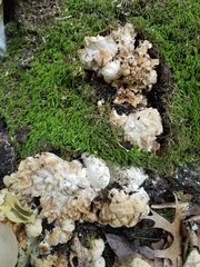 Entoloma abortivum