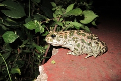 Bufotes viridis sitibundus