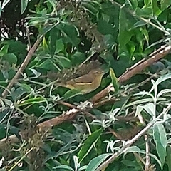 Phylloscopus