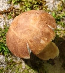 Gyroporus castaneus