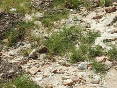 Paspalum distichum