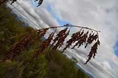 Rhodocoma arida