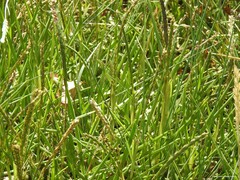 Paspalum distichum