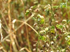 Malva multiflora