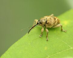 Curculio venosus