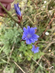 Cichorium intybus