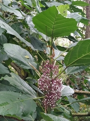 Urera baccifera