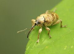 Curculio venosus