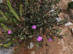 Smicrostigma viride
