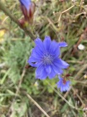 Cichorium intybus