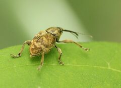 Curculio venosus