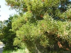 Acacia melanoxylon