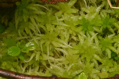 Sphagnum