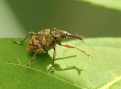 Curculio venosus