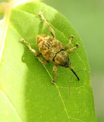 Curculio venosus