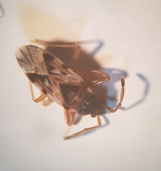 Scolopostethus grandis