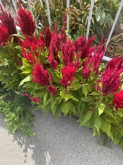 Celosia argentea plumosa