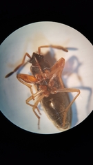 Scolopostethus grandis